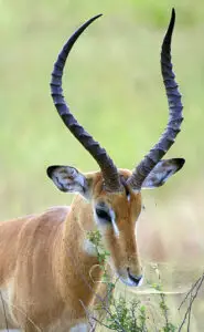 330px Male impala profile 185x300 1