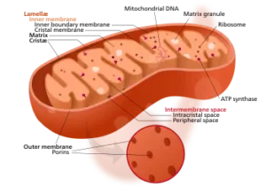 350px Mitochondrion structure.svg 300x210 1