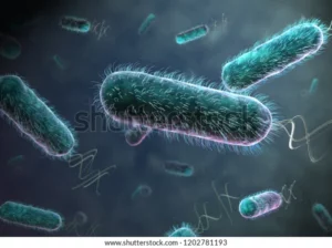 3d rendering ecoli contamination food 600w 1202781193 300x224 1