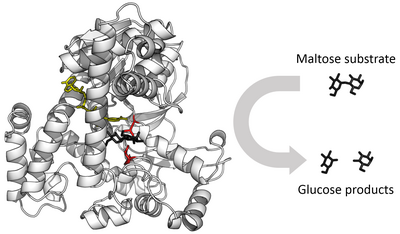 400px Glucosidase enzyme