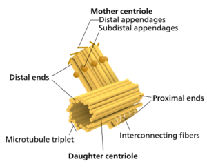 480px Centriole en.svg 1 300x244 1