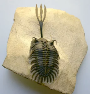 574px Trilobite Walliserops trifurcatus 1 287x300 1