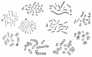 640px PSM V06 D415 Micrococci bacteria 300x186 1