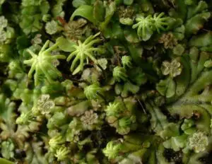 775px Marchantia 300x232 1