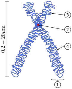 800px Chromosome.svg 243x300 1