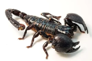 800px Female Emperor Scorpion 300x199 1