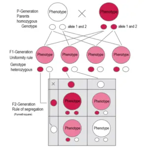 800px Intermediate inheritance P F1 F2 300x300 1