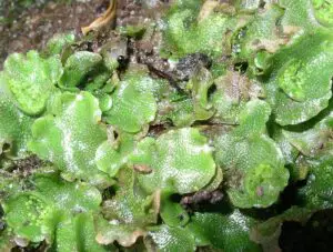 800px Lunularia cruciata 300x227 1