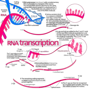 800px MRNA.svg 1 296x300 1