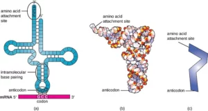 800px OSC Microbio 11 04 tRNA 300x161 1