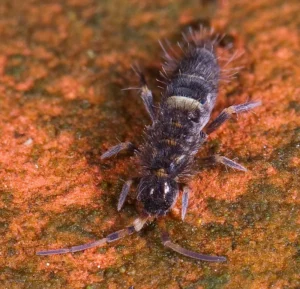 800px Orchesella cincta 300x289 1