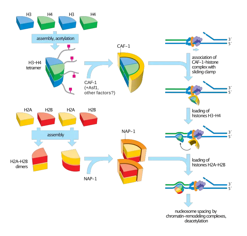 800px Steps in nucleosome assembly.svg