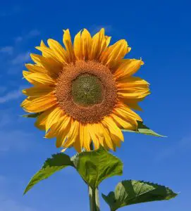 800px Sunflower sky backdrop 271x300 1