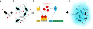 Activation of the lux operon in Aliivibrio fischeri 300x94 1