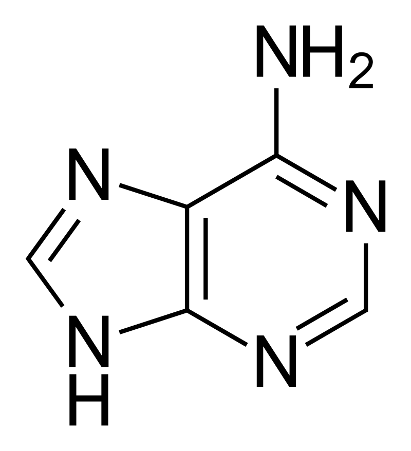 Adenine.svg