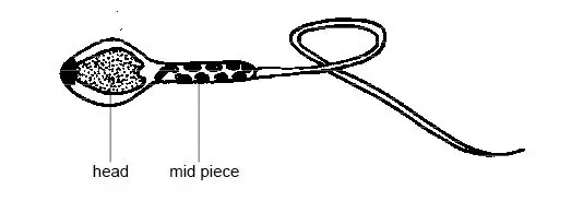 Anatomy and physiology of animals A sperm 1