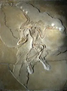 Archaeopteryx lithographica Berlin specimen 222x300 1