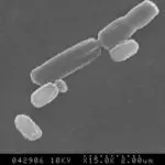 Bacillus subtilis R0179 1 150x150 1