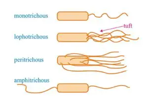 Bacterial flagellate configurations 300x213 1