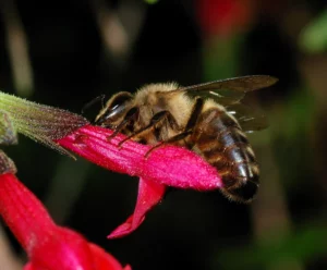 Bee October 2007 1 300x248 1