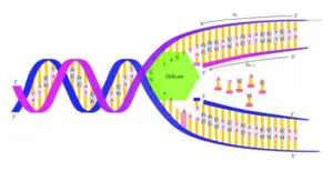 Biological information flow in central dogma of molecular biology 300x154 1