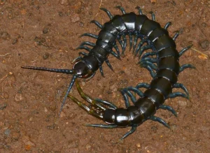 Blue legged Centipede Ethmostigmus trigonopodus 300x219 1