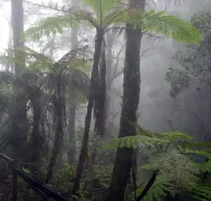 Cloud forest mount kinabalu 300x286 1