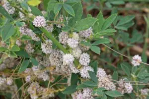 Cuscuta approximata flowers 2960 Flickr andrey zharkikh 300x200 1