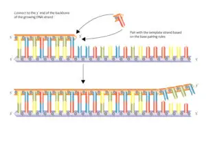 DNA Replication from 3 to 5 prime 13061371753 300x212 1