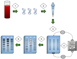 Gel Electrophoresis in DNA Fingerprinting.svg 300x231 1