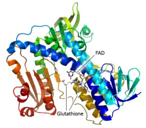 Glutathione reductase 300x264 1