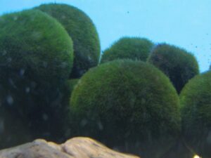 Marimo lake akann 300x225 1