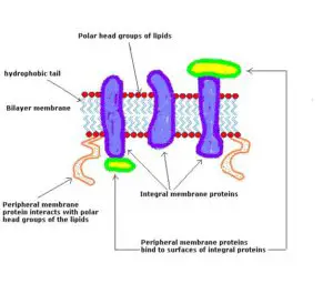 Membrane proteins 300x256 1