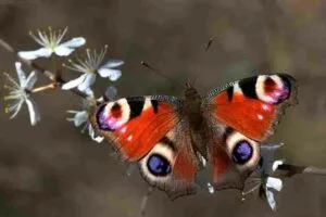 Peacock butterfly Aglais io 2 11zon 300x200 1