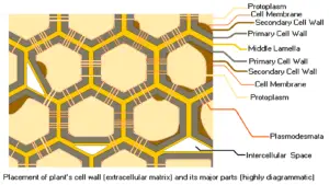 Plant Cell Wall 300x169 2