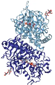 Polyamine oxidase from Zea mays 194x300 1