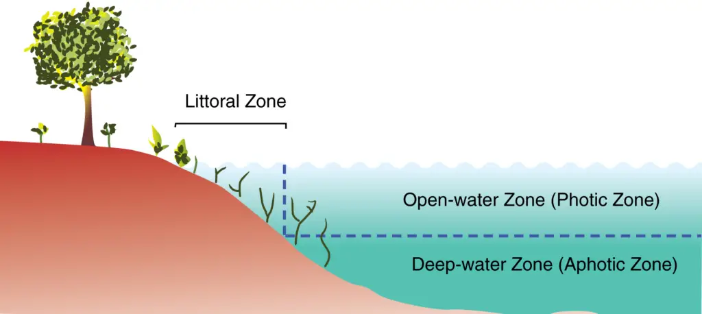 Primary zones of a lake 1 1024x458 1