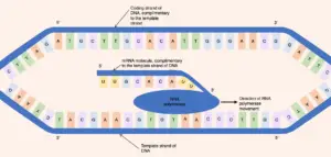 Process of DNA transcription 300x143 1