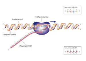 Process of transcription 13080846733 300x212 1