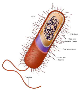 Prokaryote cell.svg 2