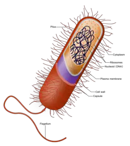 Prokaryote cell.svg 268x300 1