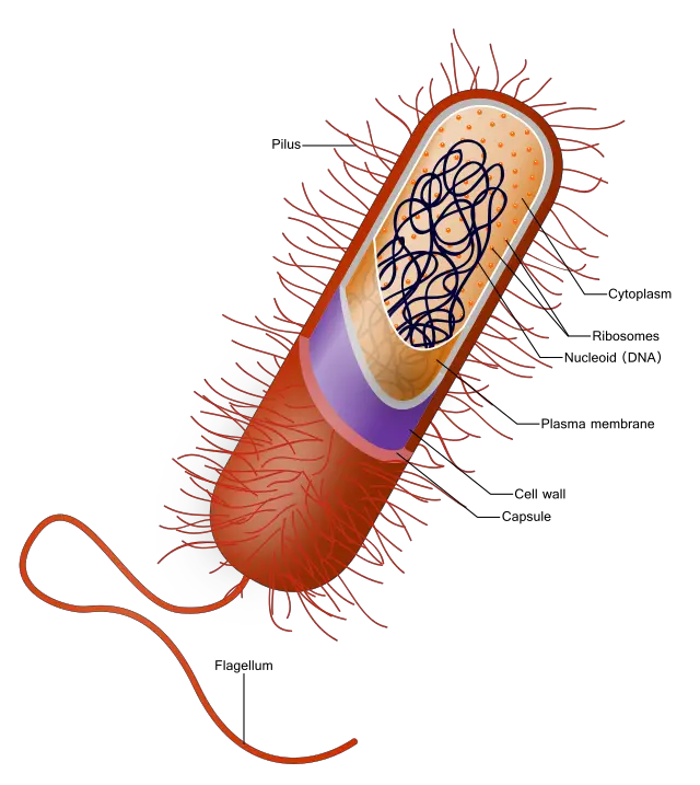 Prokaryote cell.svg