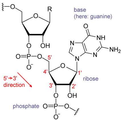 RNA chemical structure