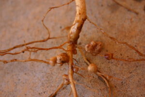 Rhizobia nodules on Vigna unguiculata 300x200 1