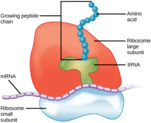 Ribosome 300x243 1