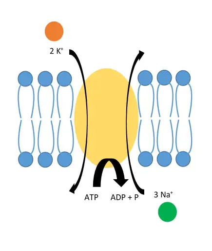 Sodium Potassium Pump