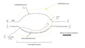 Transcription bubble 300x169 1