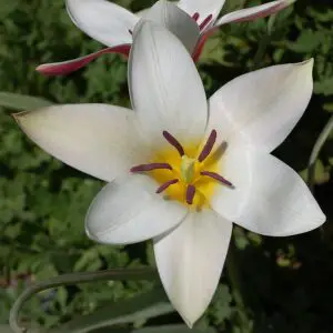 Tulip Tulipa clusiana Lady Jane Rock Ledge Flower 2000px 300x300 1