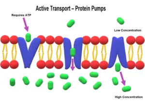 active transport 300x212 1