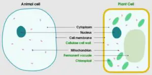 animal cell and plant cell 300x148 1